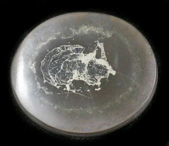 Polished Fish Coprolite (Fossil Poo) - Scotland #24554